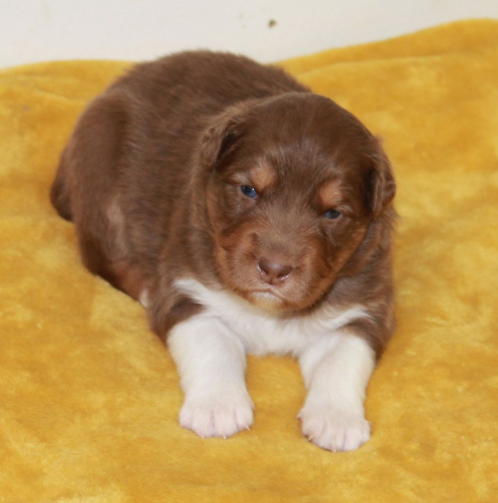 of Cree's River - Chiots disponibles - Berger Australien