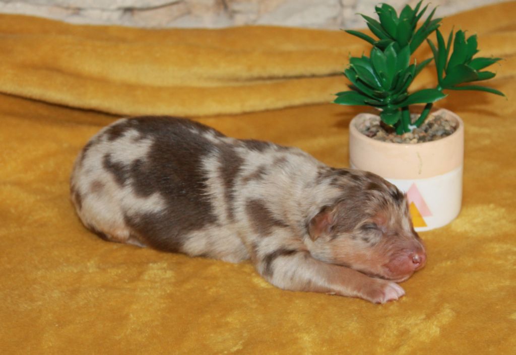 of Cree's River - Chiots disponibles - Berger Australien