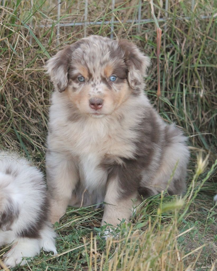 of Cree's River - Chiots disponibles - Berger Australien