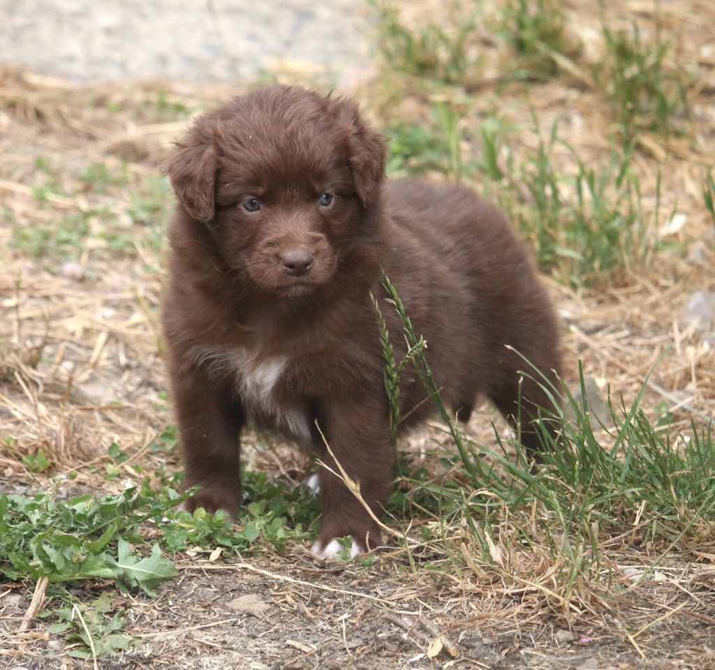 of Cree's River - Chiots disponibles - Berger Australien