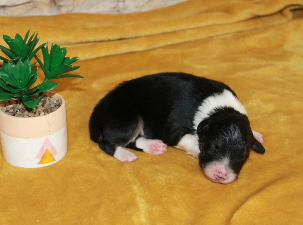 of Cree's River - Chiots disponibles - Berger Australien