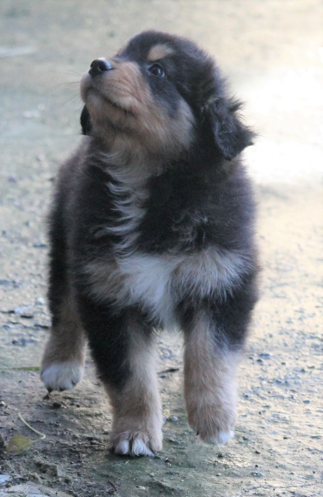 of Cree's River - Berger Australien - Portée née le 21/10/2021