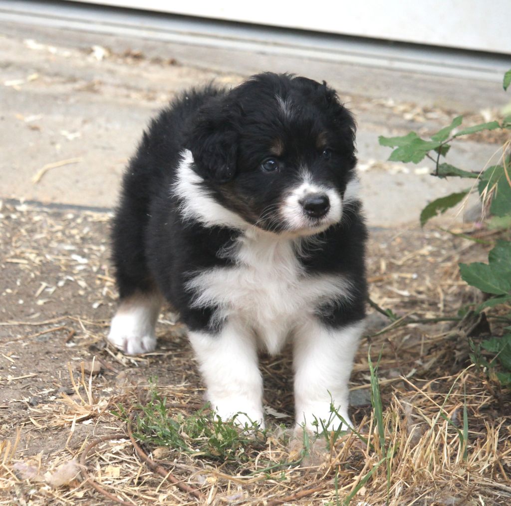 of Cree's River - Chiots disponibles - Berger Australien