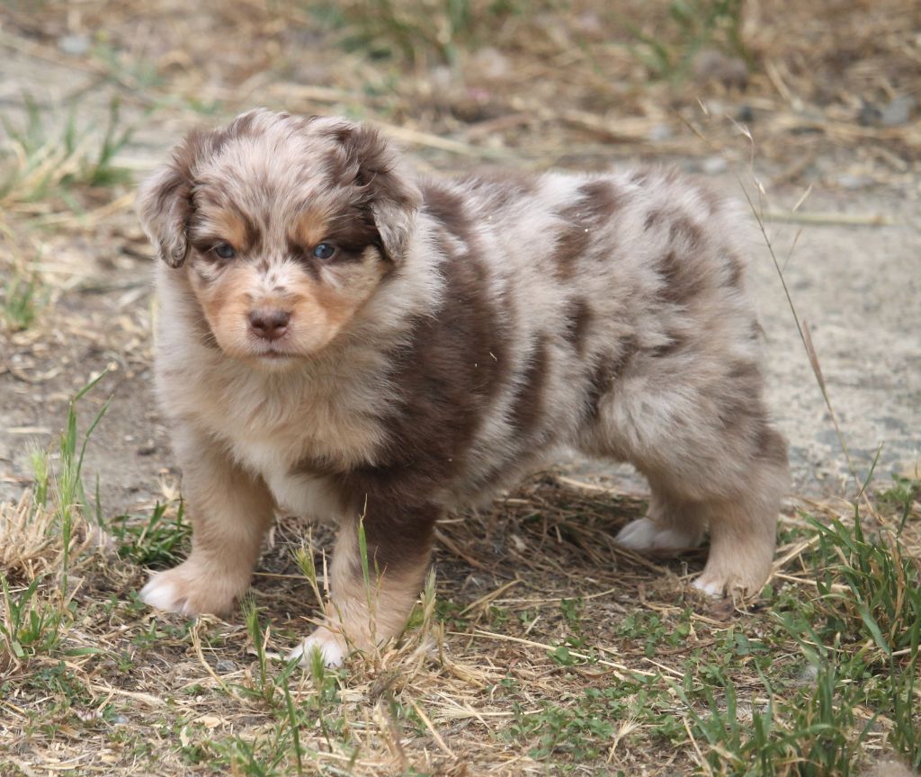 of Cree's River - Chiots disponibles - Berger Australien
