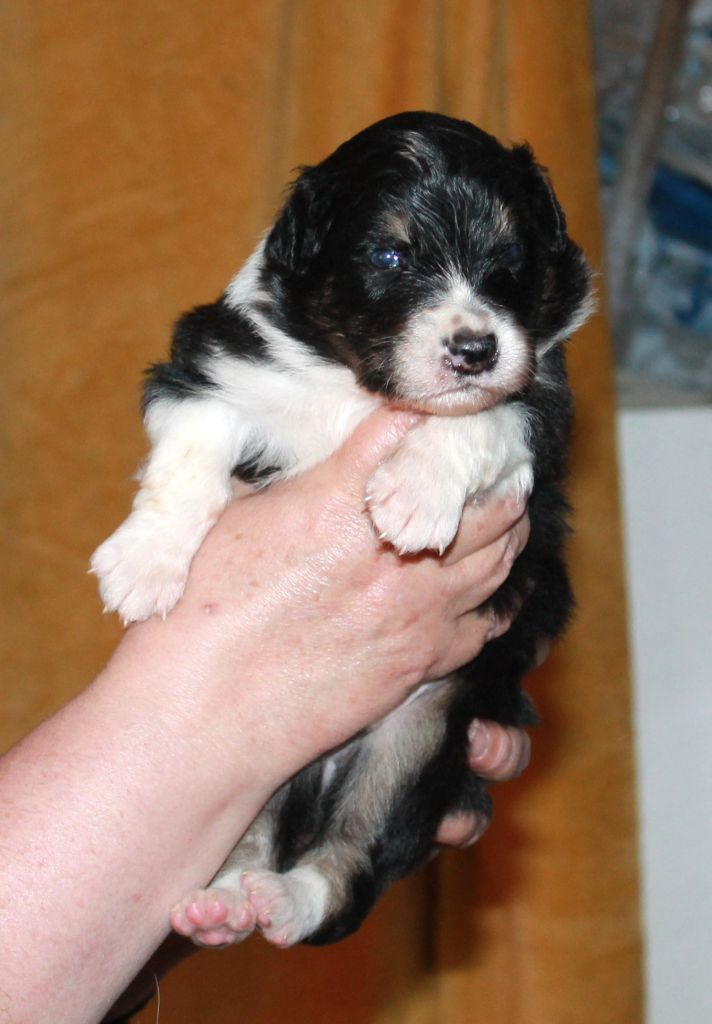 of Cree's River - Chiots disponibles - Berger Australien