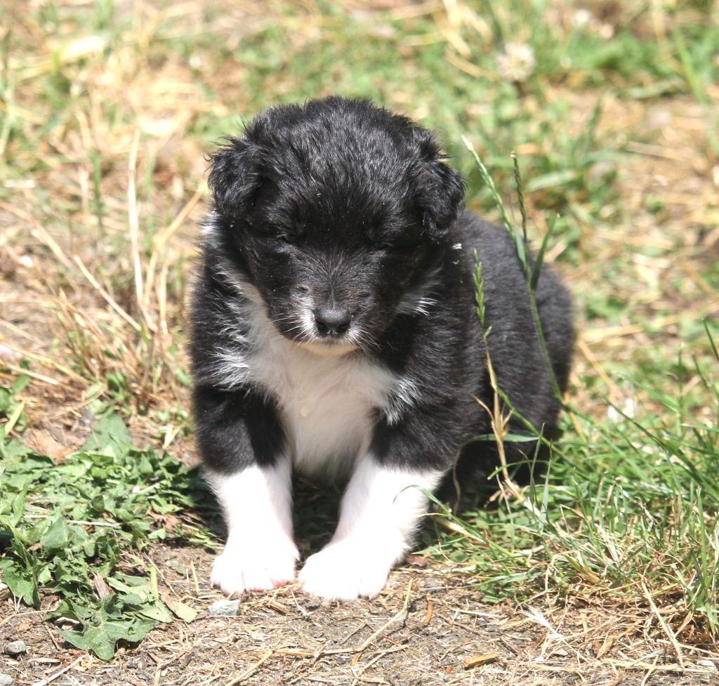 of Cree's River - Chiots disponibles - Berger Australien