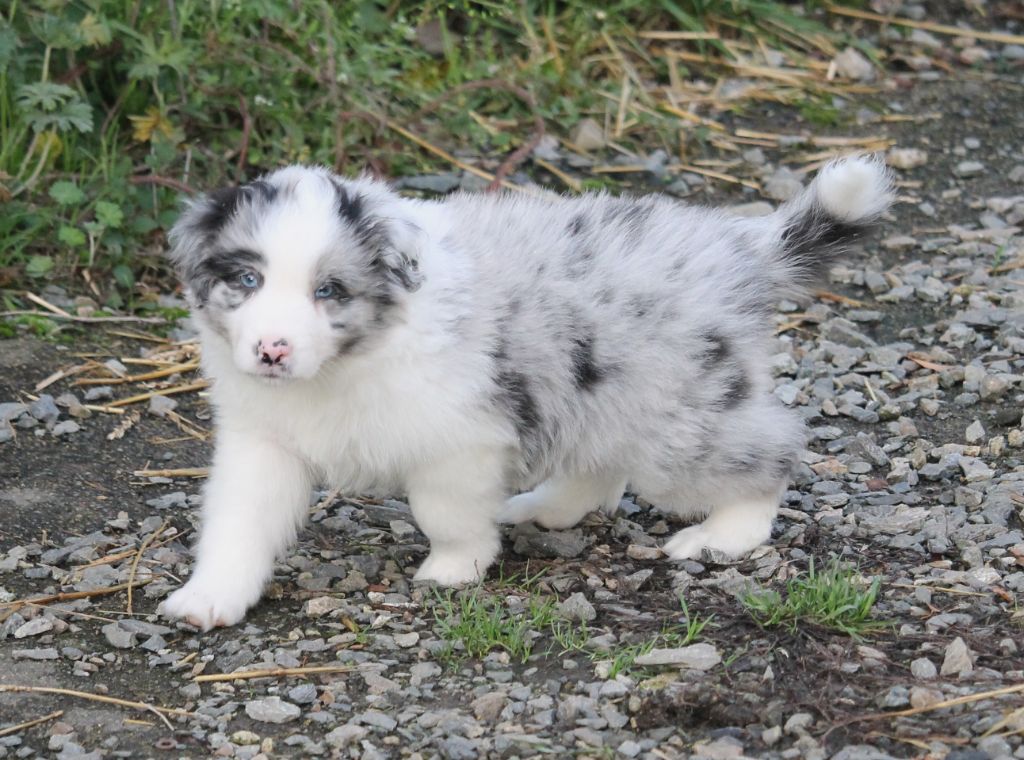 of Cree's River - Chiots disponibles - Berger Australien