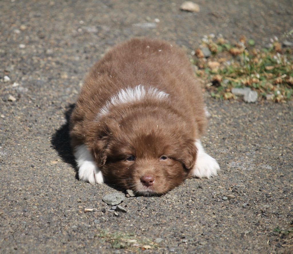 of Cree's River - Chiots disponibles - Berger Australien