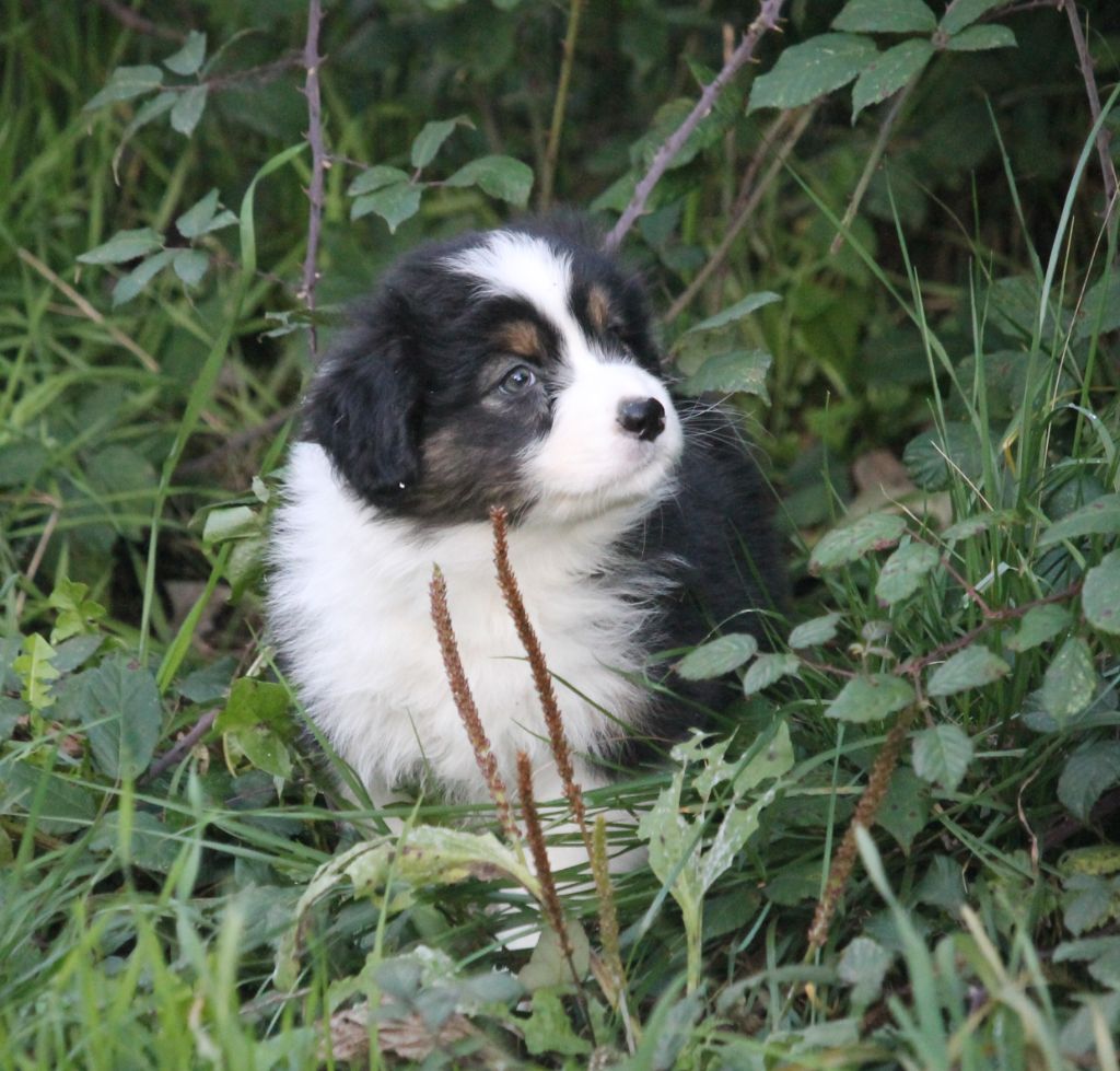 of Cree's River - Chiots disponibles - Berger Australien