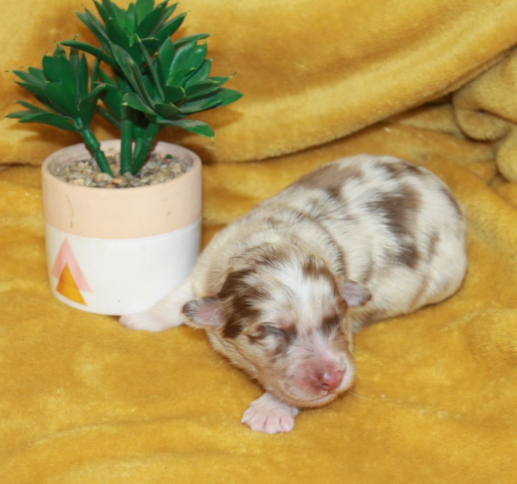 of Cree's River - Chiots disponibles - Berger Australien
