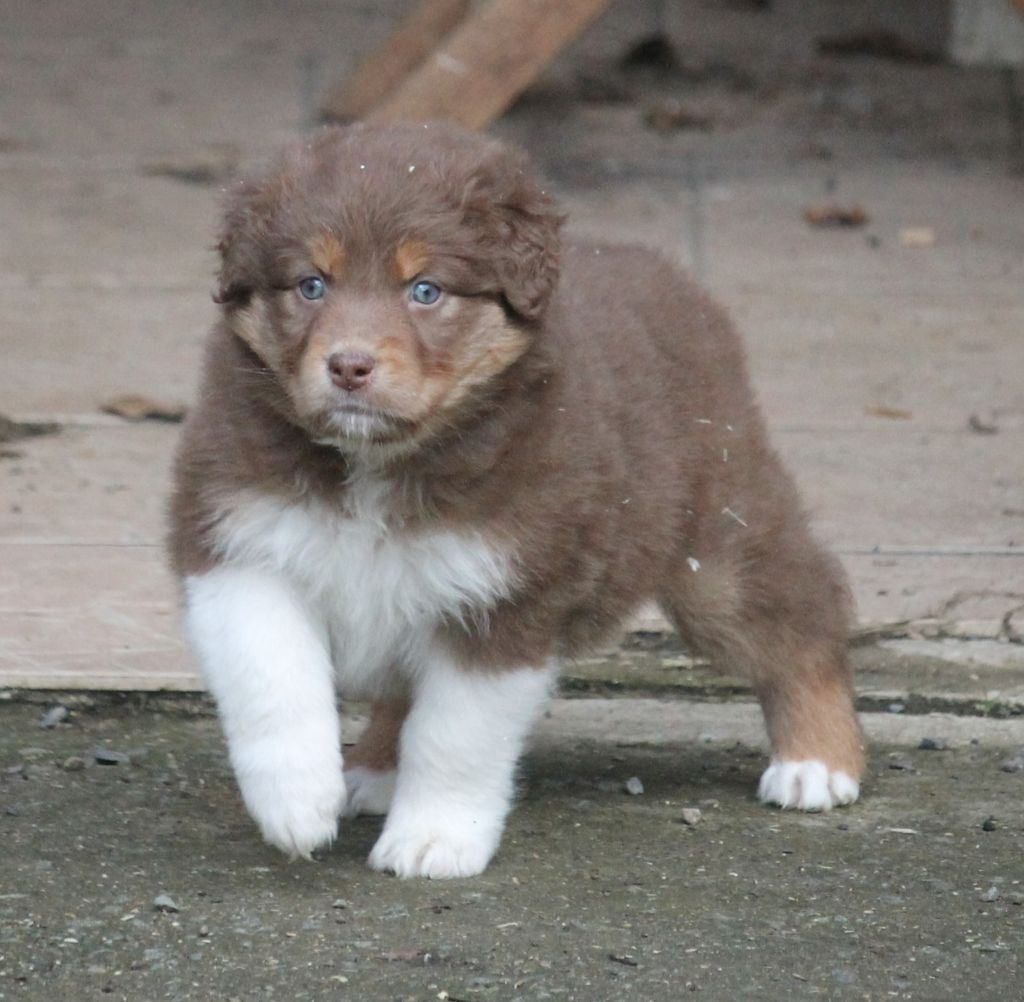 of Cree's River - Chiots disponibles - Berger Australien