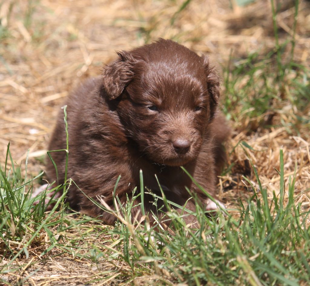 of Cree's River - Chiots disponibles - Berger Australien