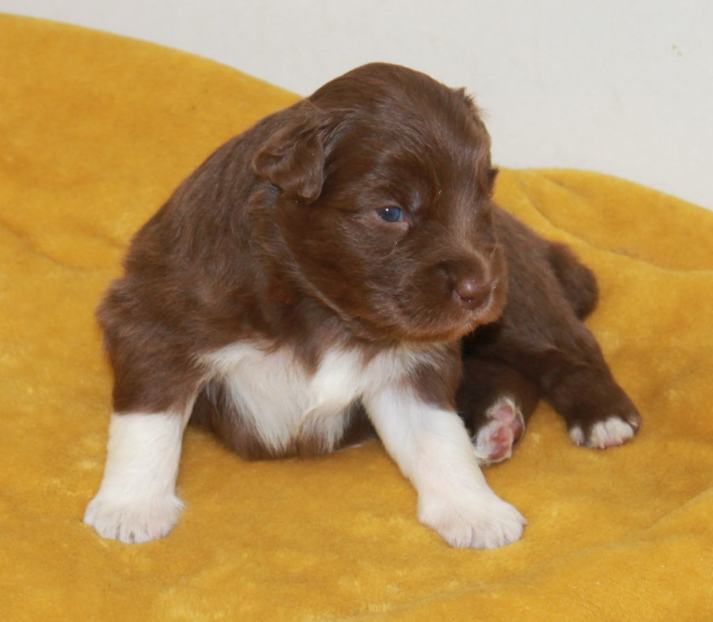 of Cree's River - Chiots disponibles - Berger Australien