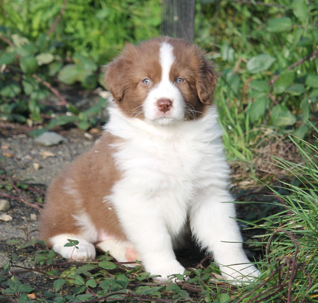 of Cree's River - Chiots disponibles - Berger Australien