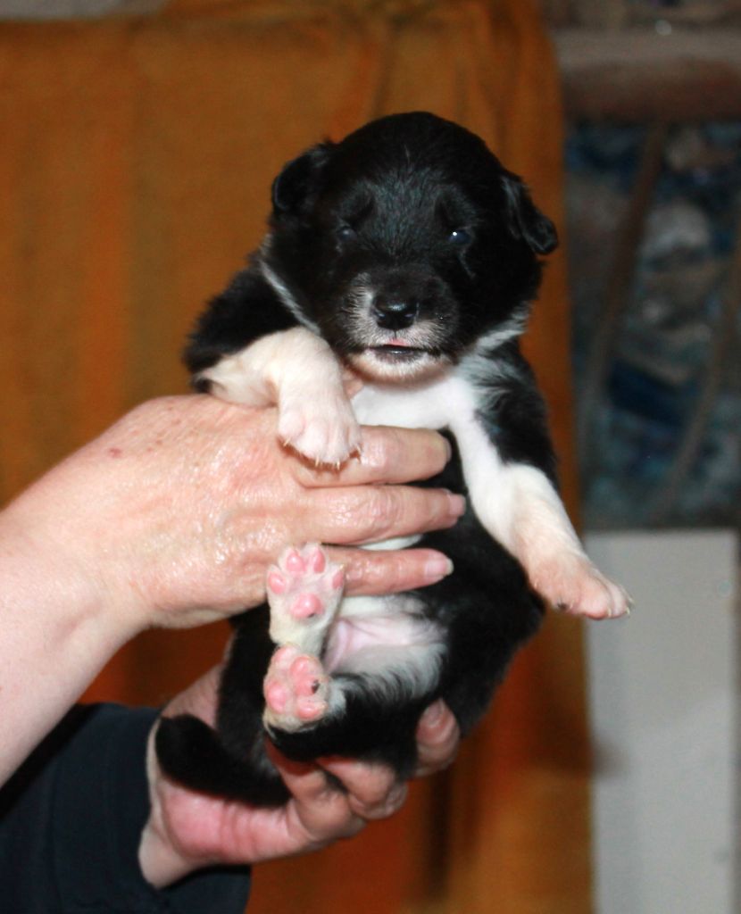 of Cree's River - Chiots disponibles - Berger Australien