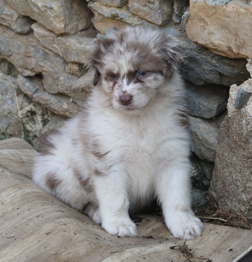 of Cree's River - Chiots disponibles - Berger Australien