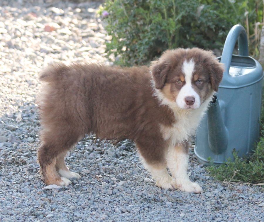 of Cree's River - Berger Australien - Portée née le 28/05/2019