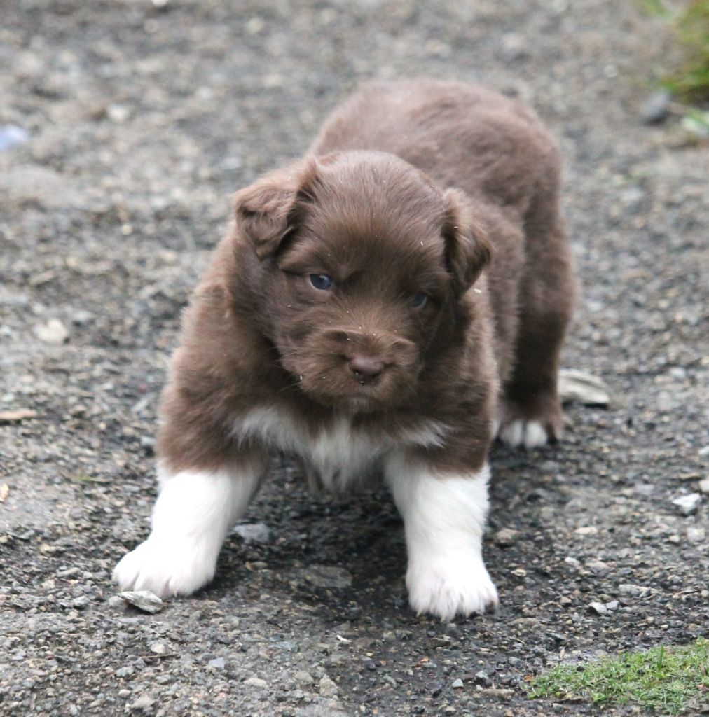 of Cree's River - Chiots disponibles - Berger Australien