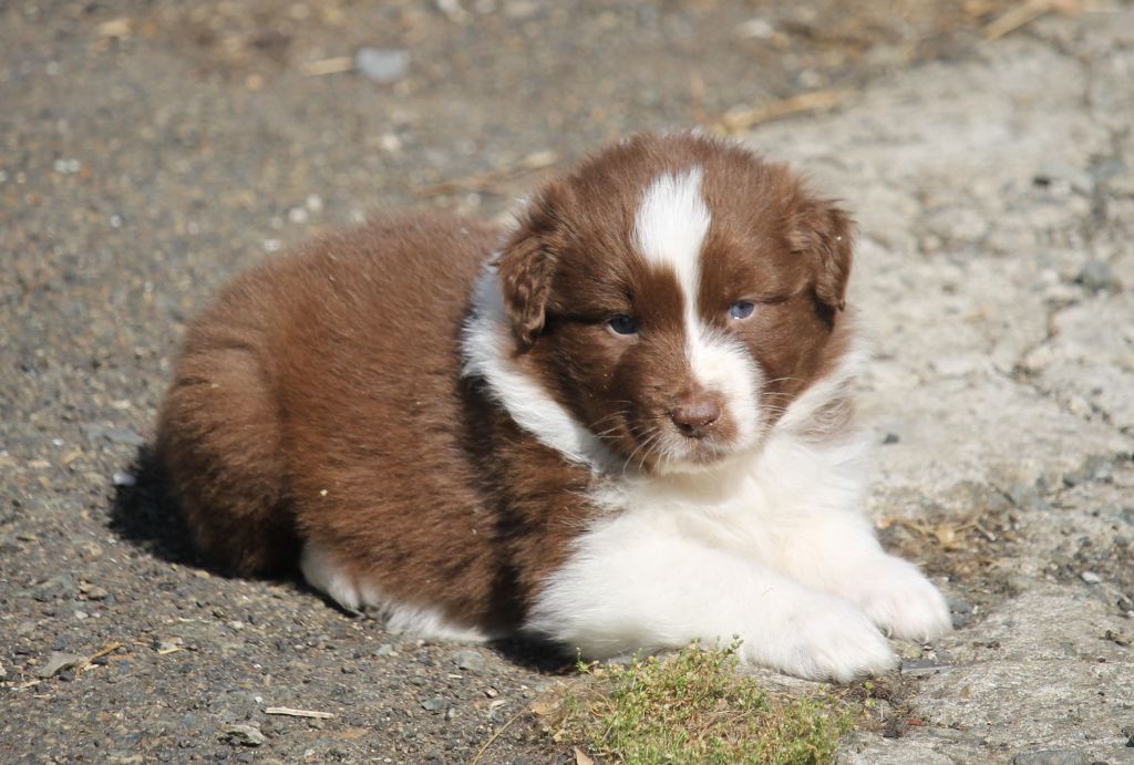 of Cree's River - Chiots disponibles - Berger Australien