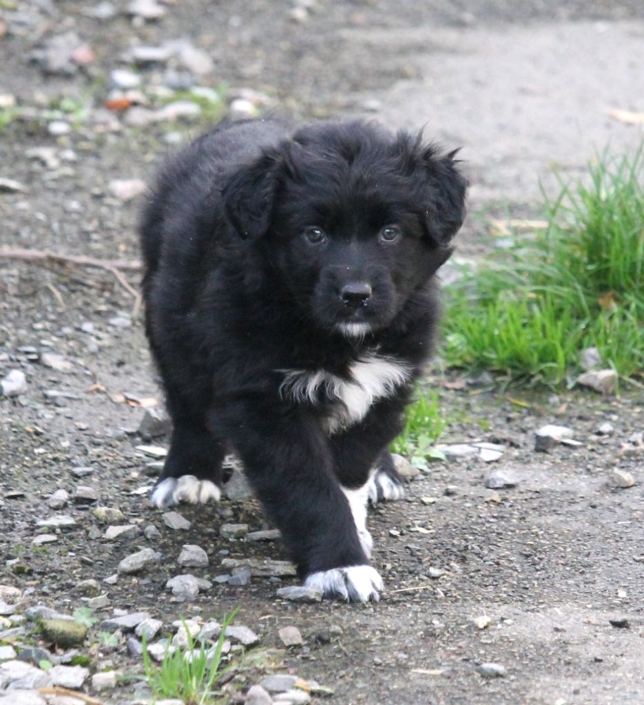 of Cree's River - Chiots disponibles - Berger Australien