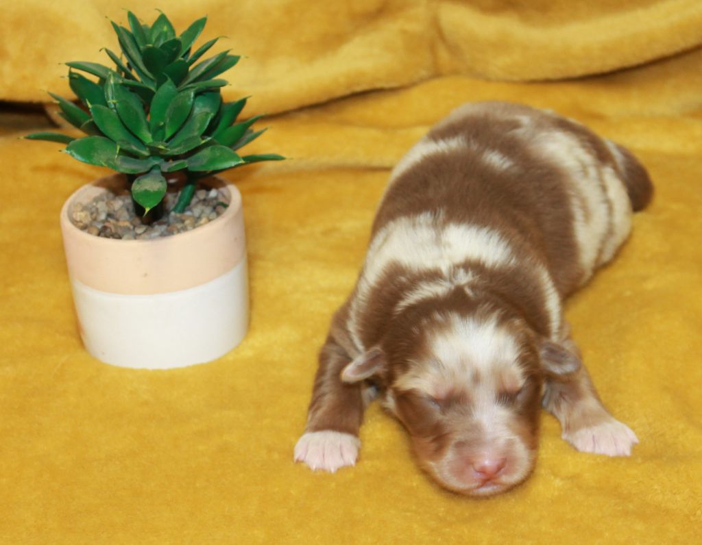 of Cree's River - Chiots disponibles - Berger Australien
