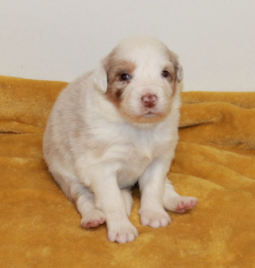 of Cree's River - Chiots disponibles - Berger Australien