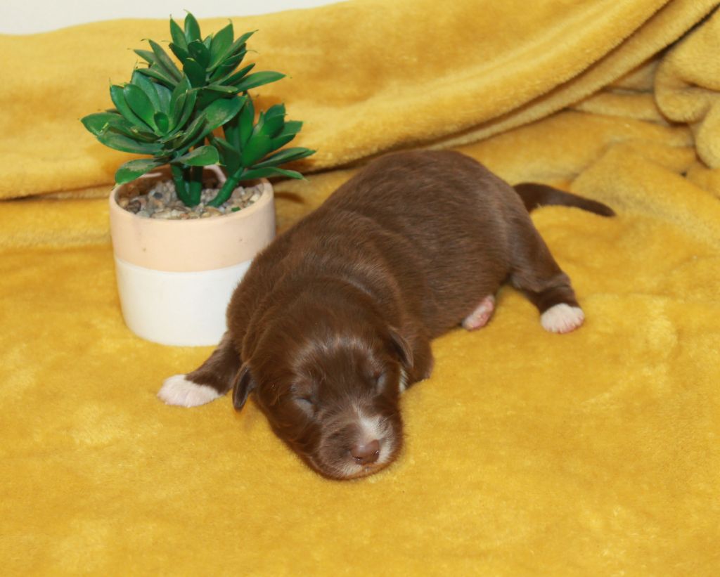 of Cree's River - Chiots disponibles - Berger Australien