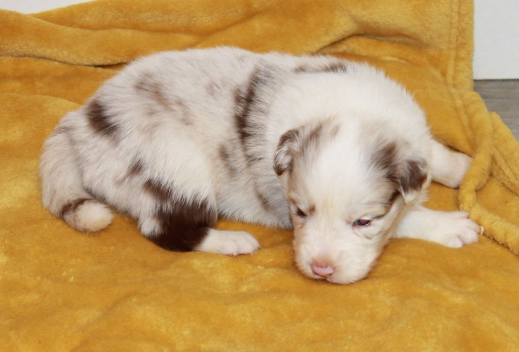 of Cree's River - Chiots disponibles - Berger Australien