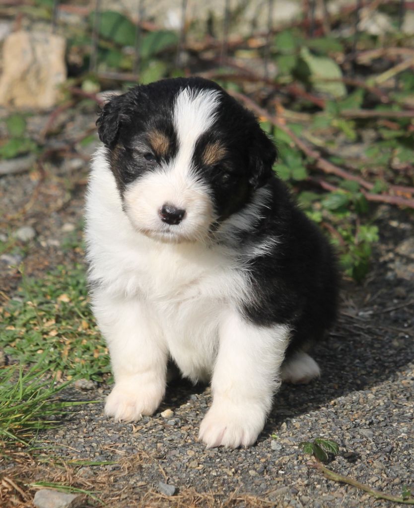 of Cree's River - Chiots disponibles - Berger Australien