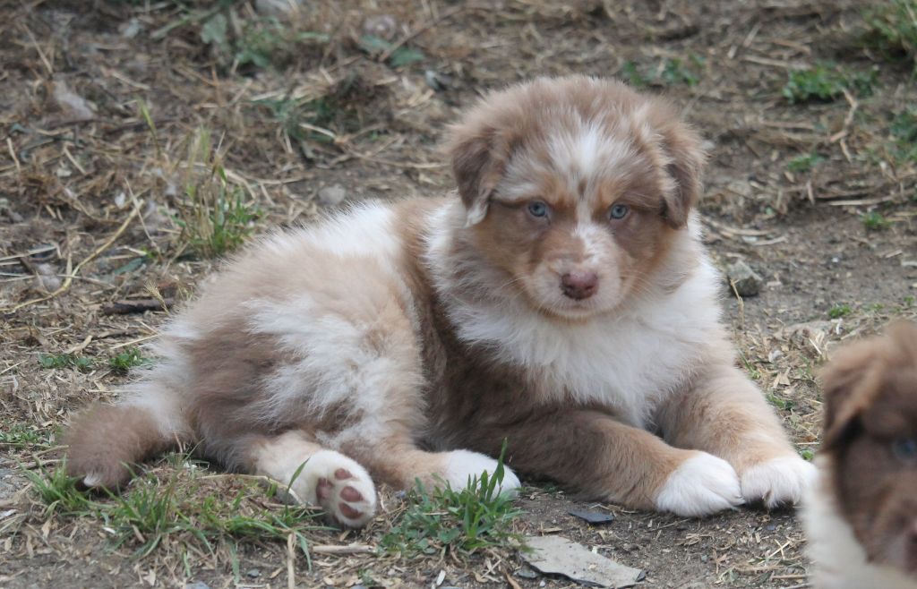 of Cree's River - Chiots disponibles - Berger Australien