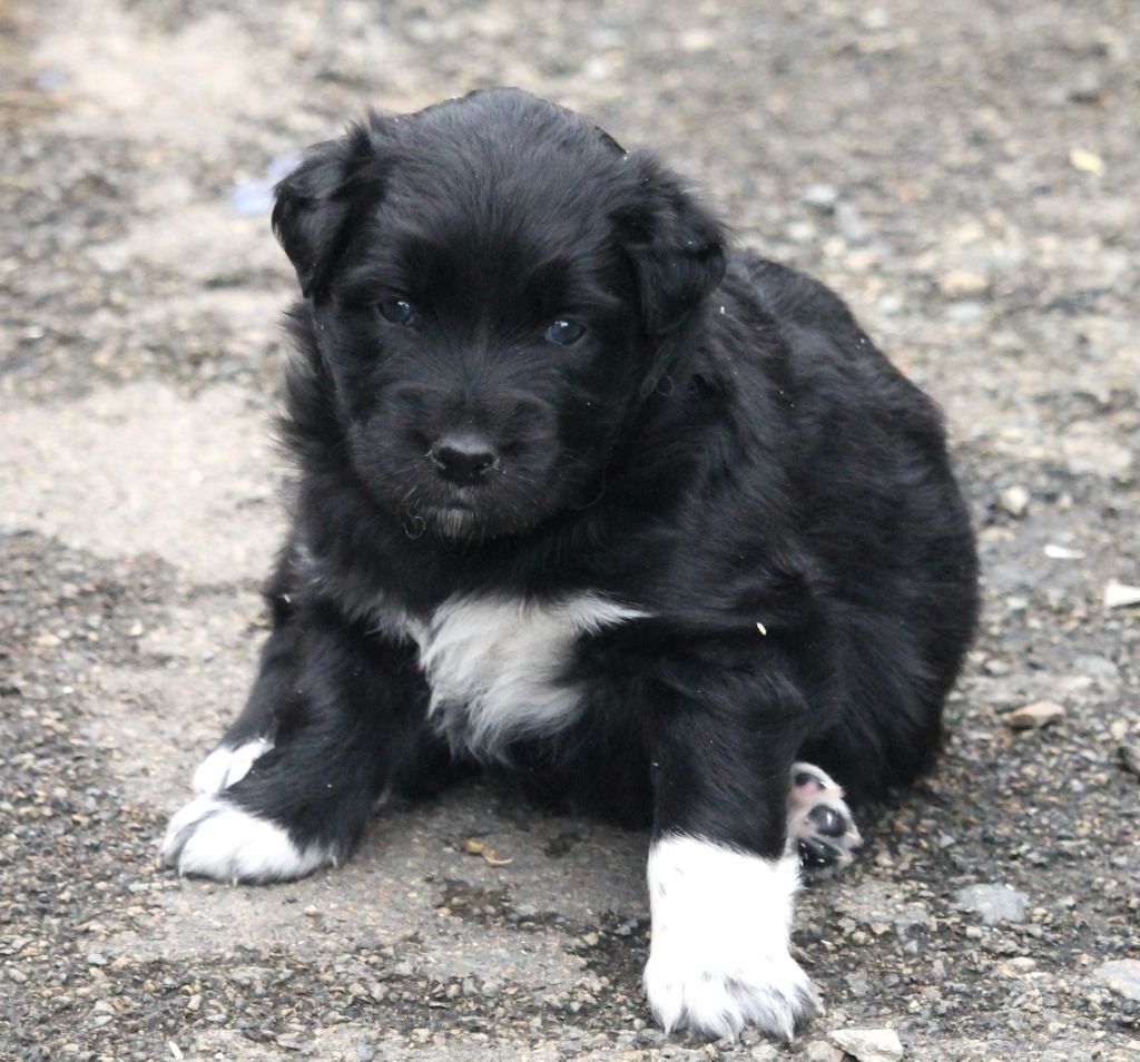 of Cree's River - Chiots disponibles - Berger Australien