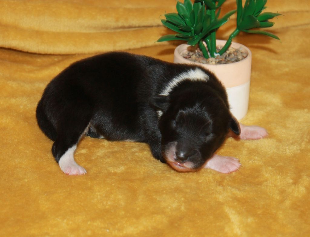 of Cree's River - Chiots disponibles - Berger Australien