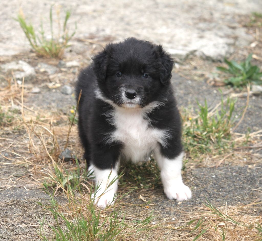 of Cree's River - Chiots disponibles - Berger Australien