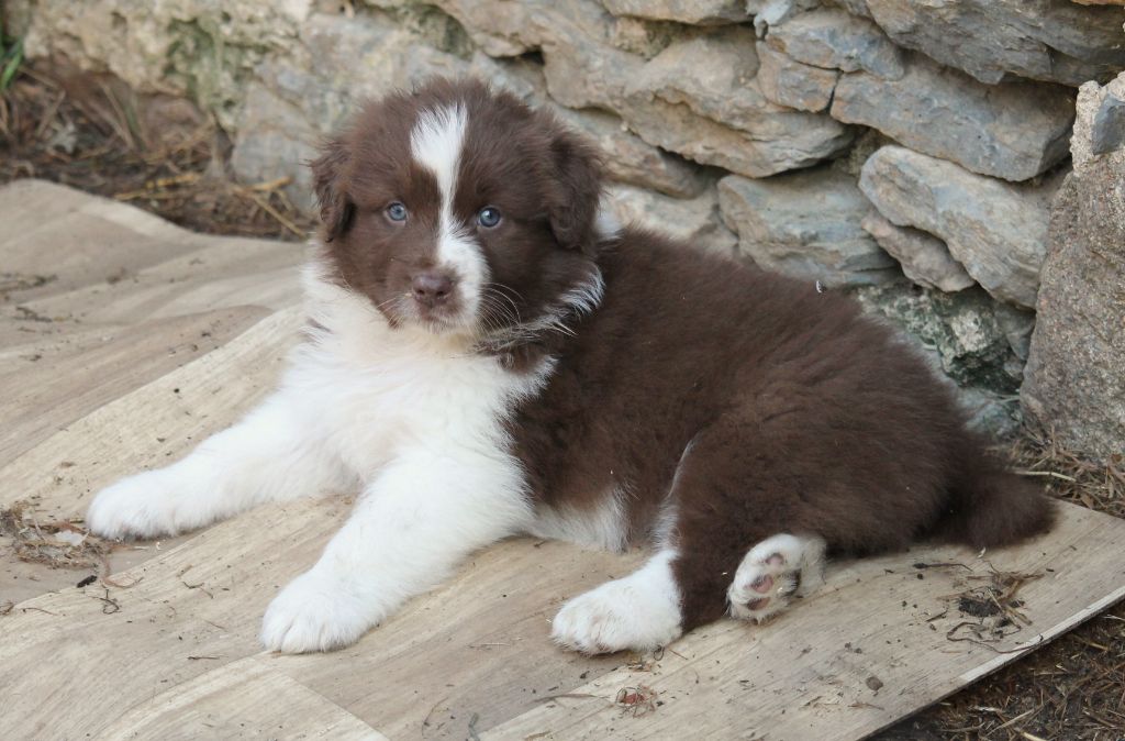 of Cree's River - Chiots disponibles - Berger Australien