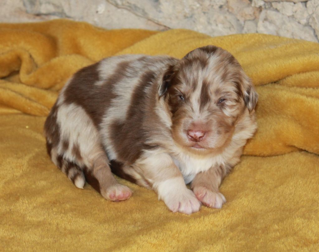 of Cree's River - Chiots disponibles - Berger Australien