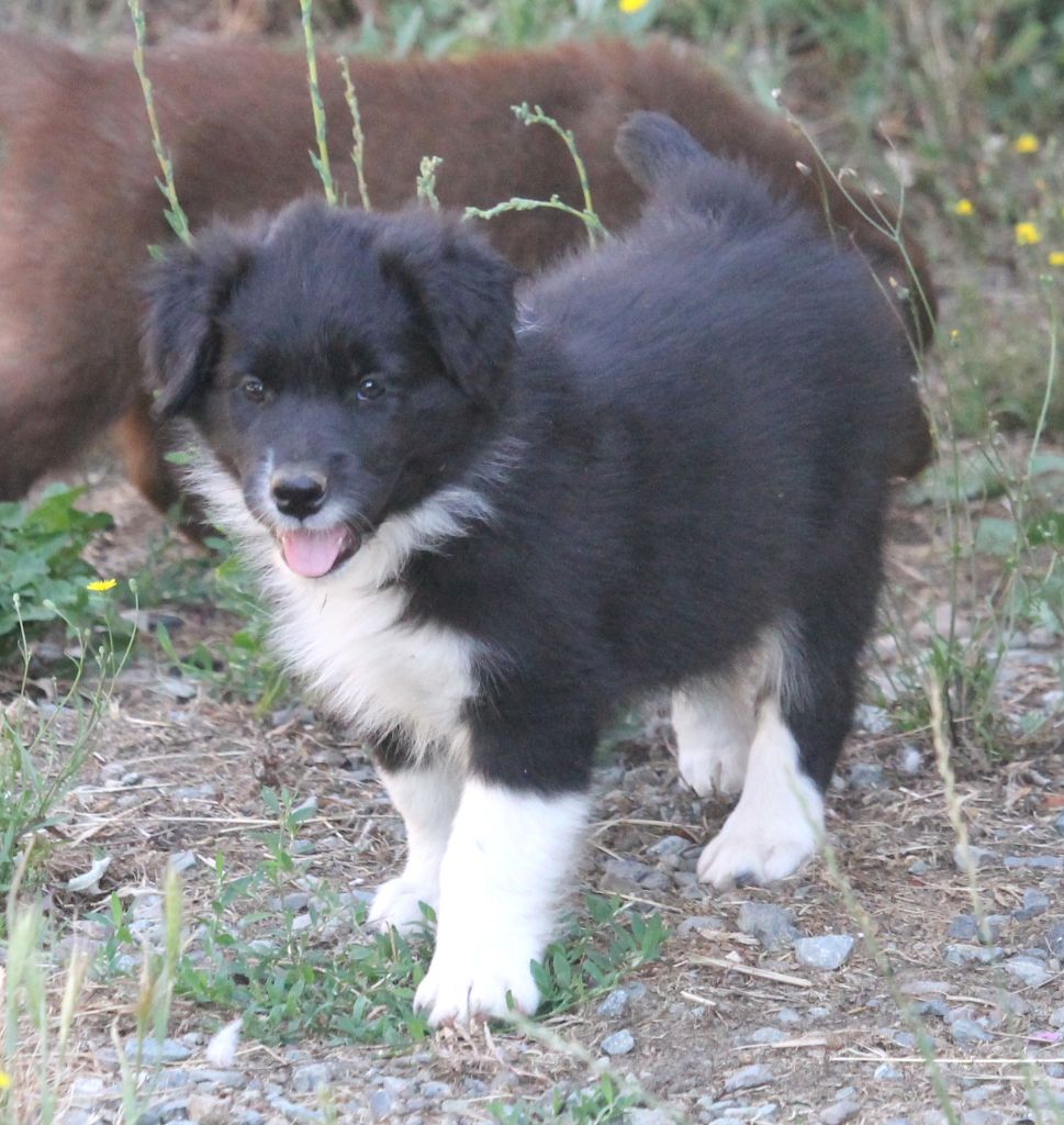 of Cree's River - Chiots disponibles - Berger Australien