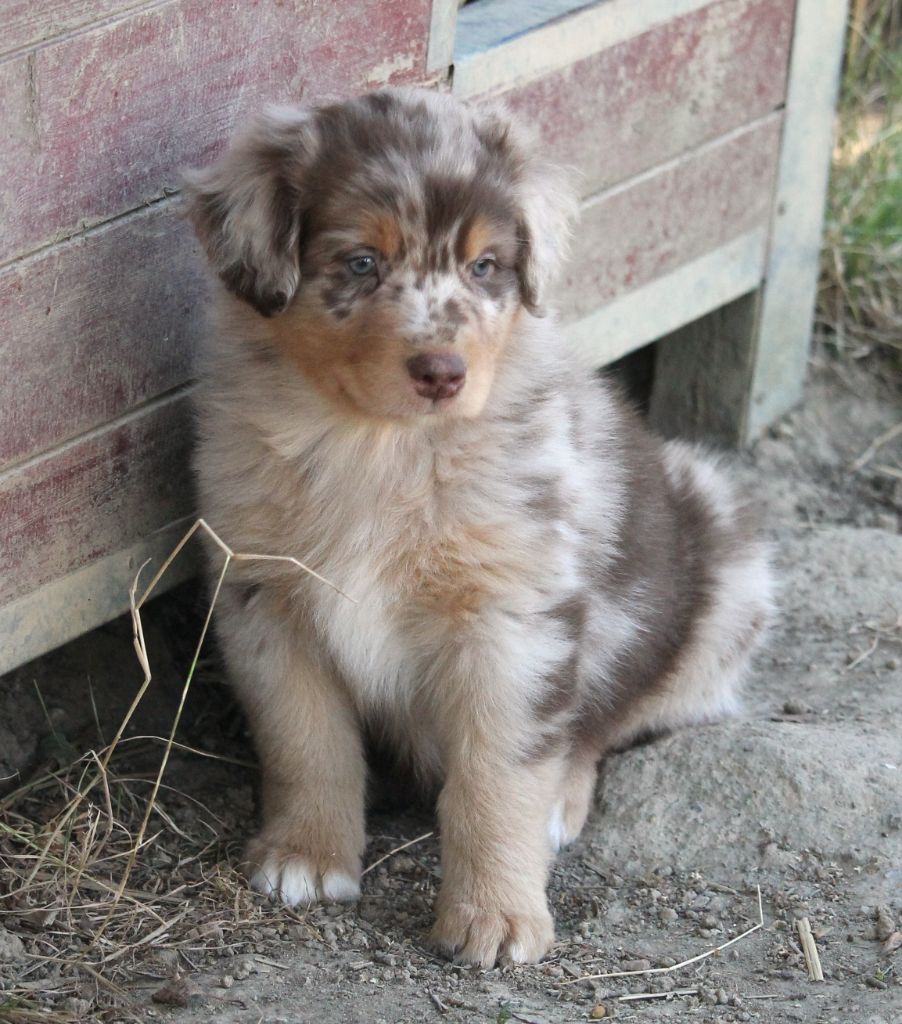 of Cree's River - Chiots disponibles - Berger Australien
