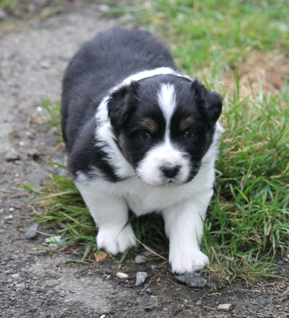 of Cree's River - Chiots disponibles - Berger Australien