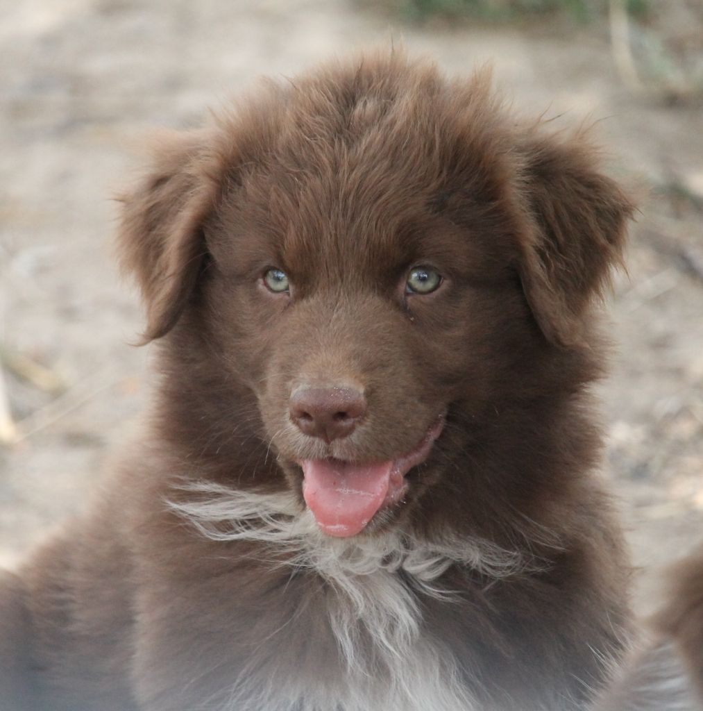 of Cree's River - Chiots disponibles - Berger Australien